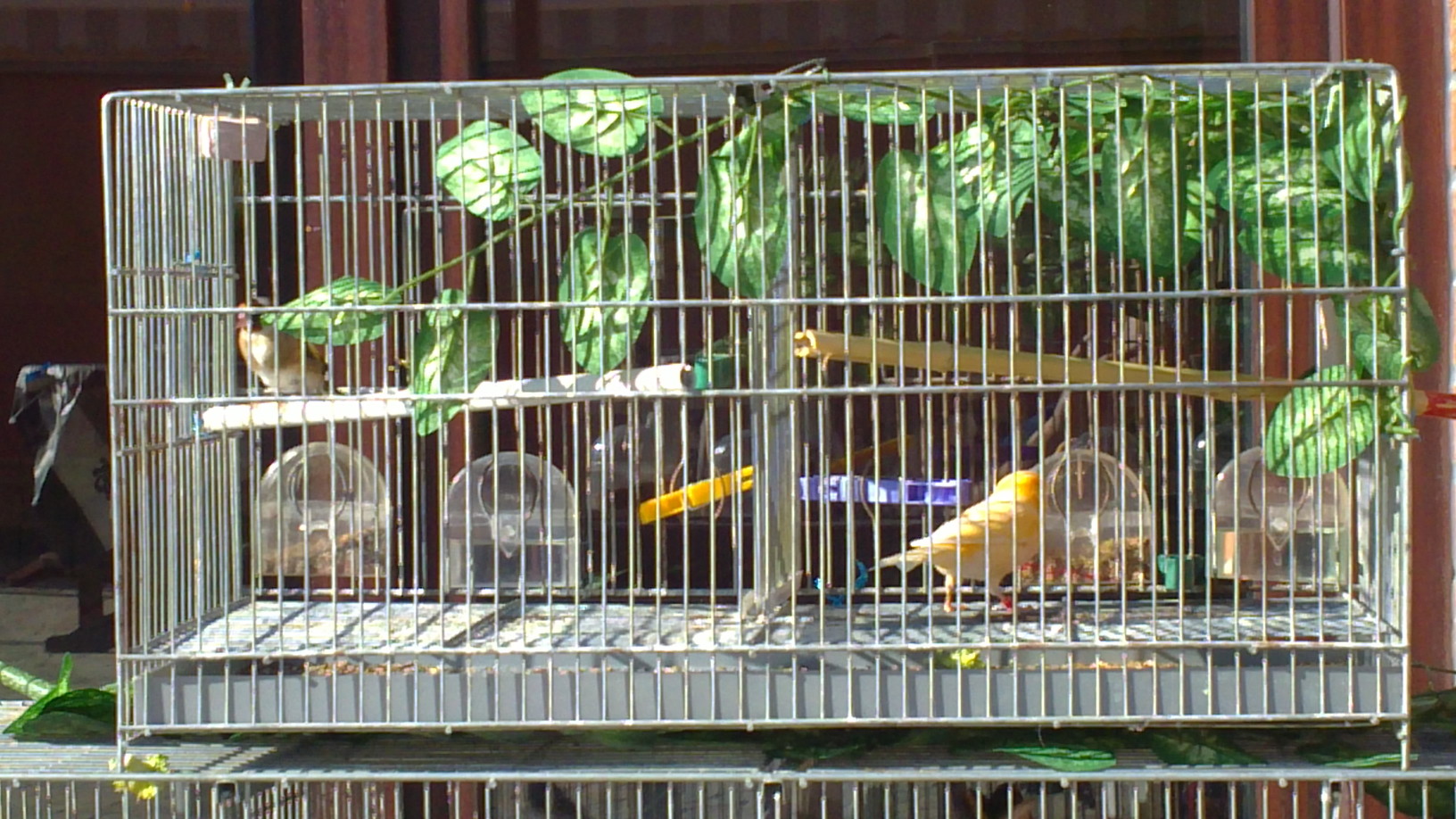 pajaros 2011 002.JPG