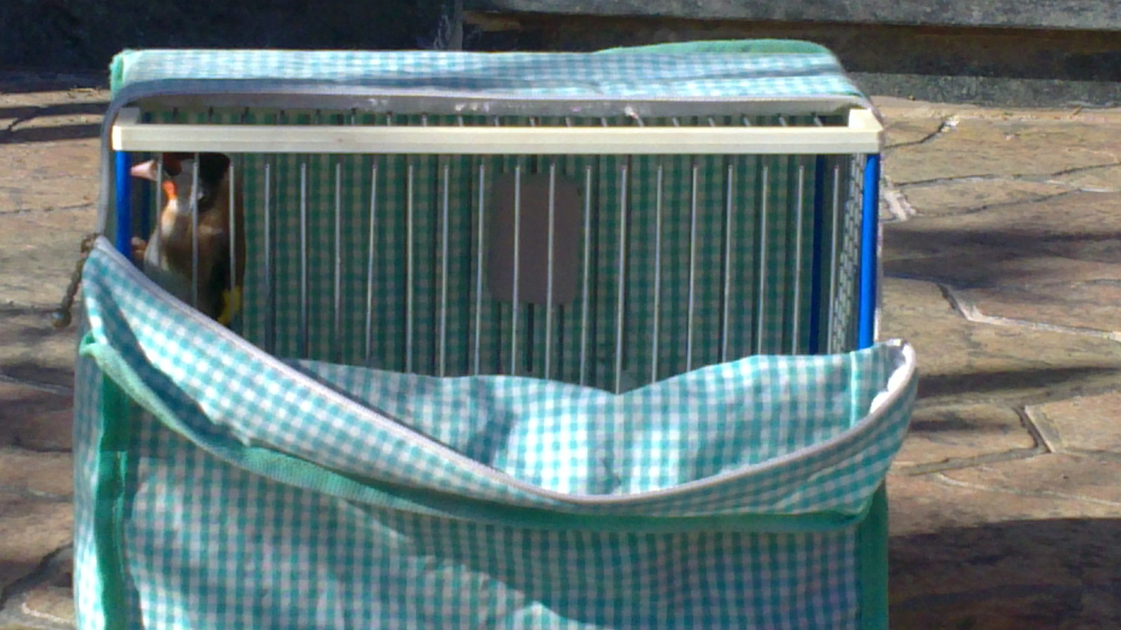 pajaros 2011 005.JPG