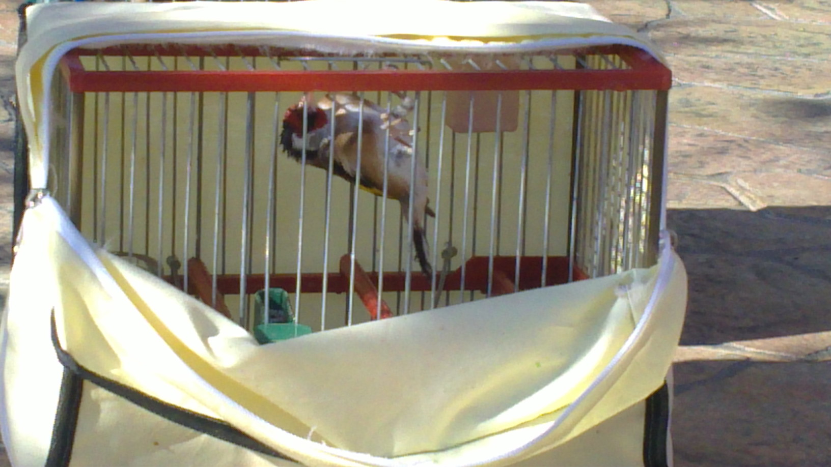 pajaros 2011 006.JPG