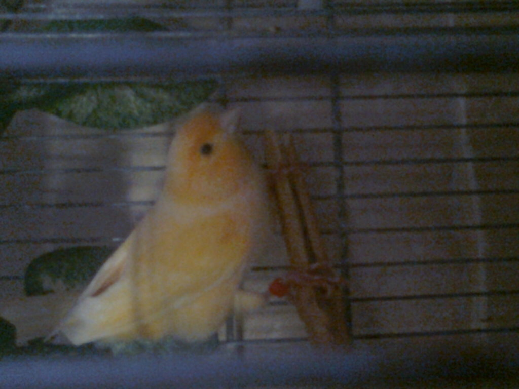 pajaros 2011 015.jpg