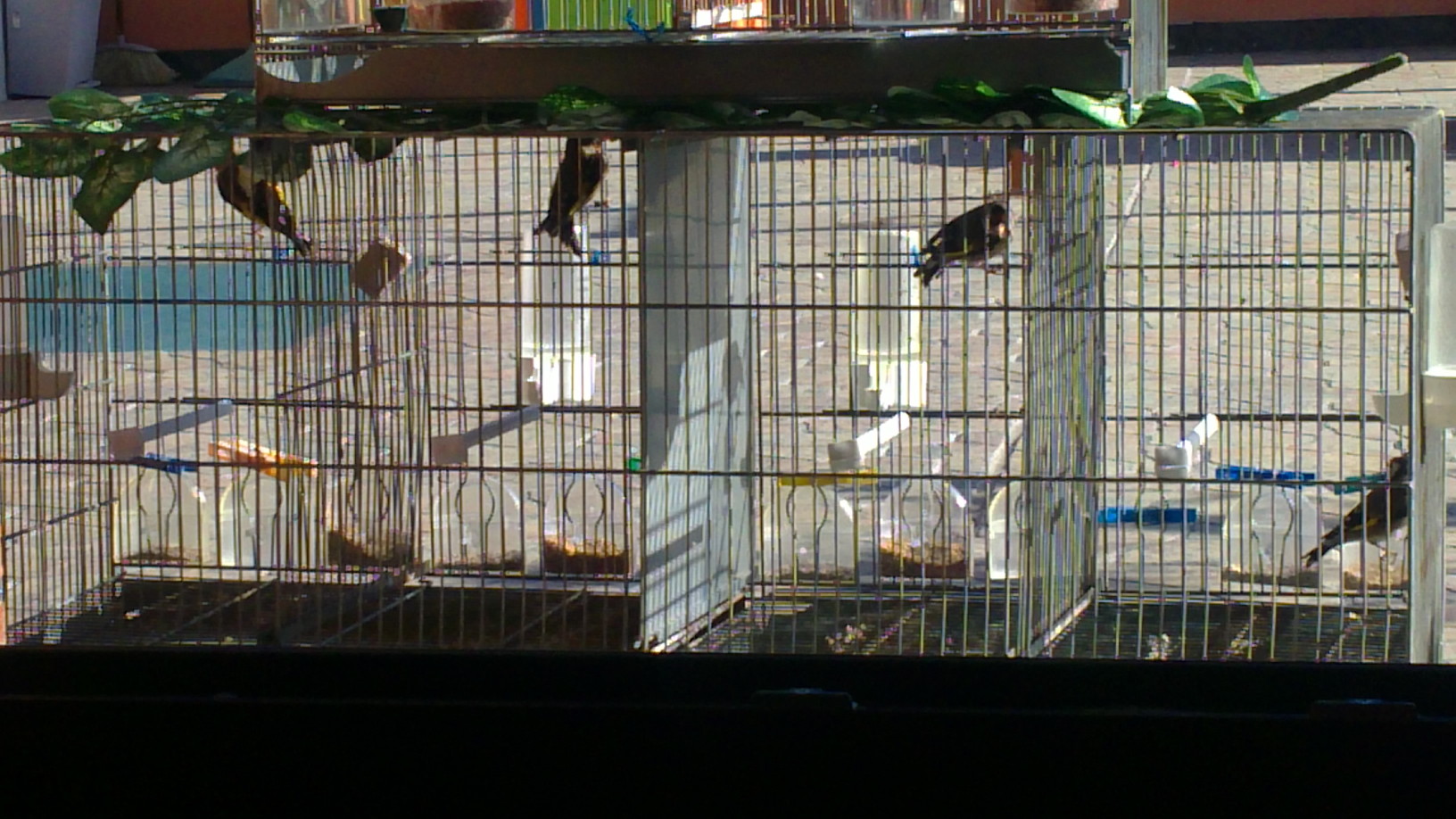 pajaros 2011 010.JPG