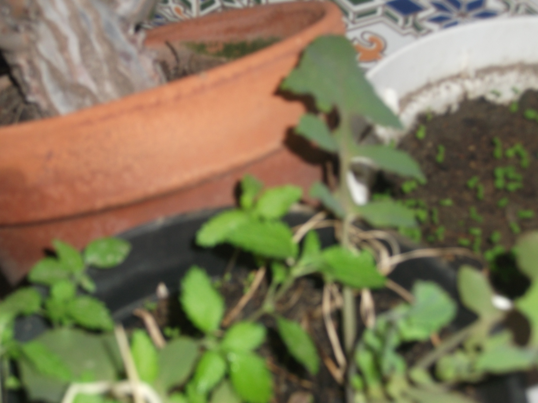 DSCF2213.JPG