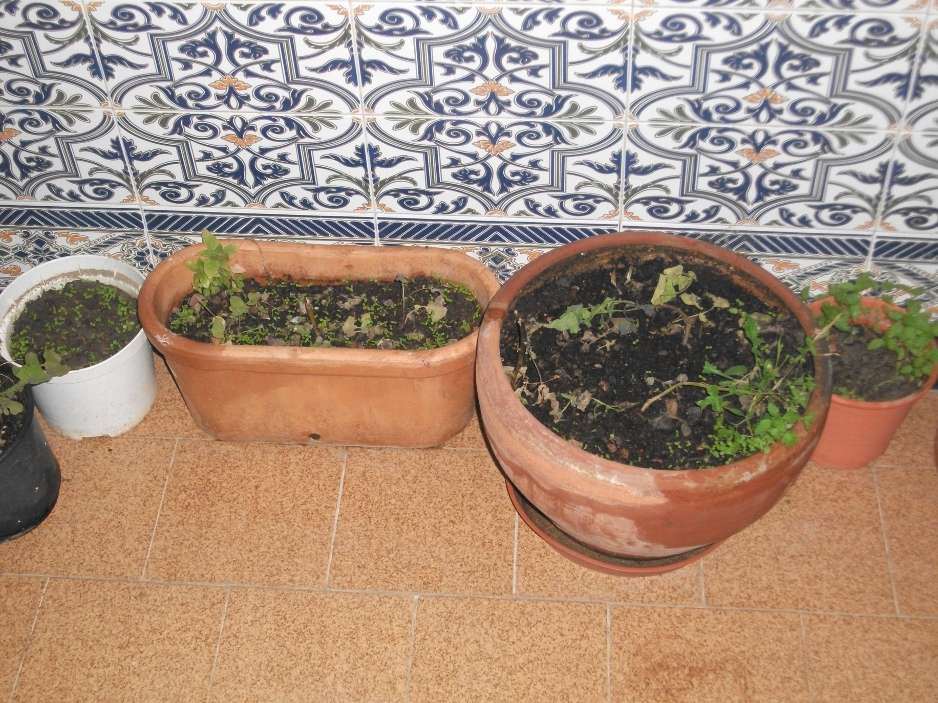 DSCF2220.JPG
