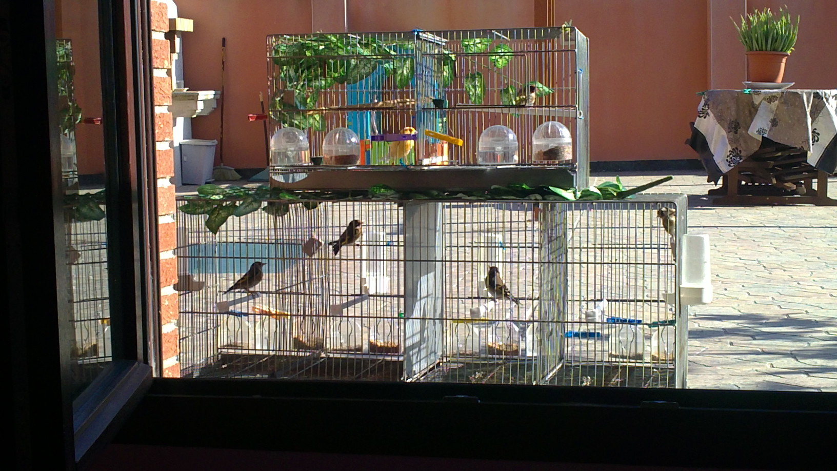 pajaros 2011 009.JPG
