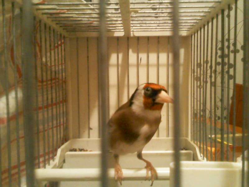 este es mi jilguero de 2 años es manso y me come de la mano cañamones lo que sea este canta bien lo que va flojo todavia lo prove el año pasado llendo flojo y marco pero llendo fuerte todavia no lo eh provado aun lo tengo que subir bien