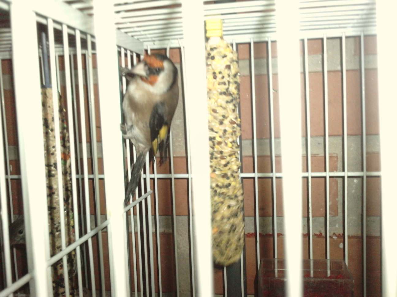 jilguero macho 2010.JPG
