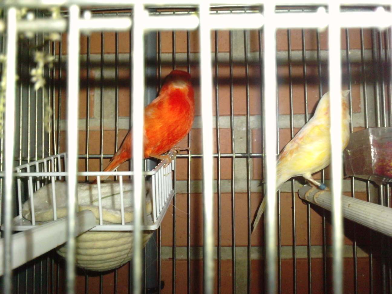 pareja factor rojo.JPG