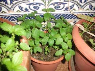DSCF2360.JPG