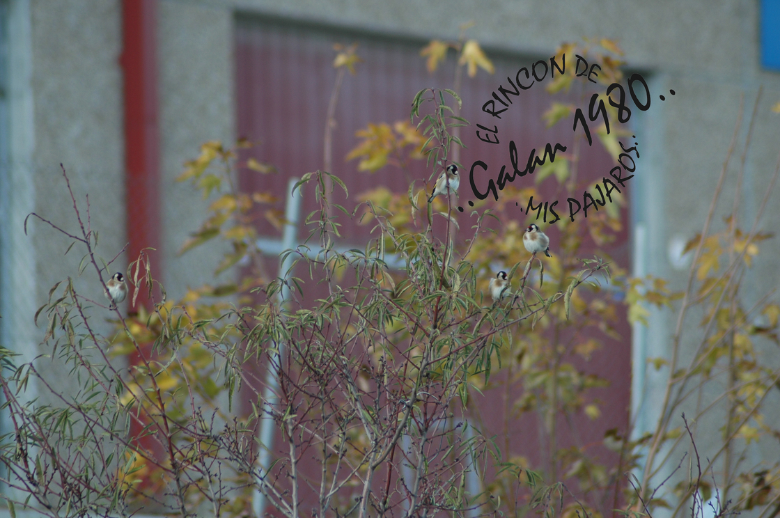 pajaros diciembre 2011 023 copia.jpg