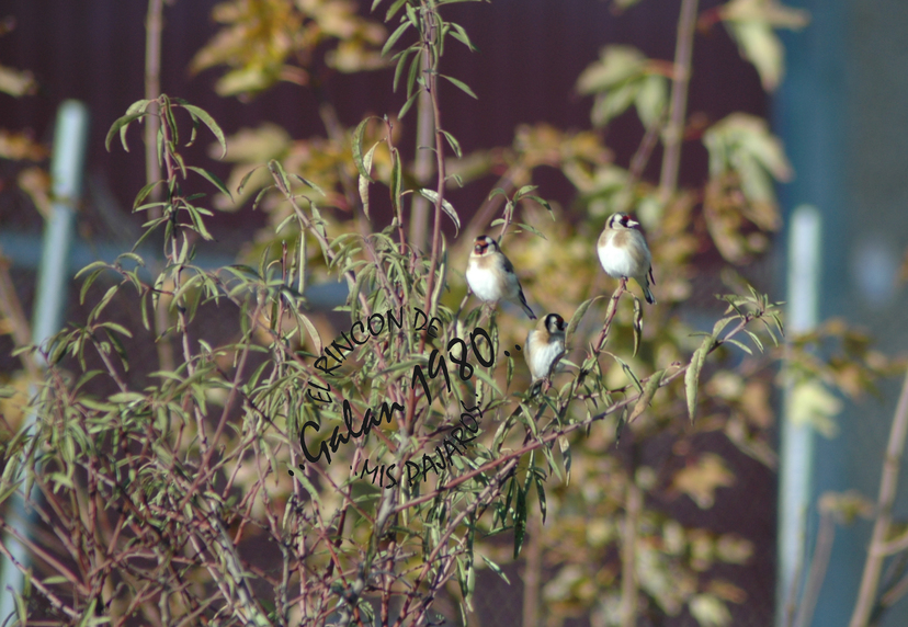 pajaros diciembre 2011 033.jpg