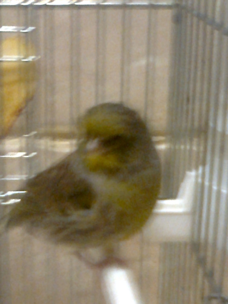 canaria 014.jpg