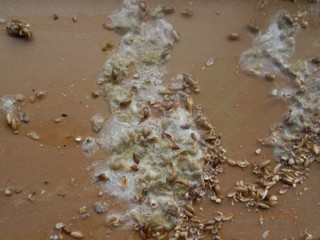 PC130182 (640 x 480).jpg