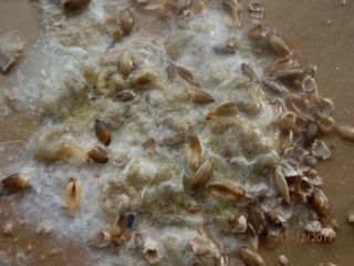 PC130184 (640 x 480).jpg