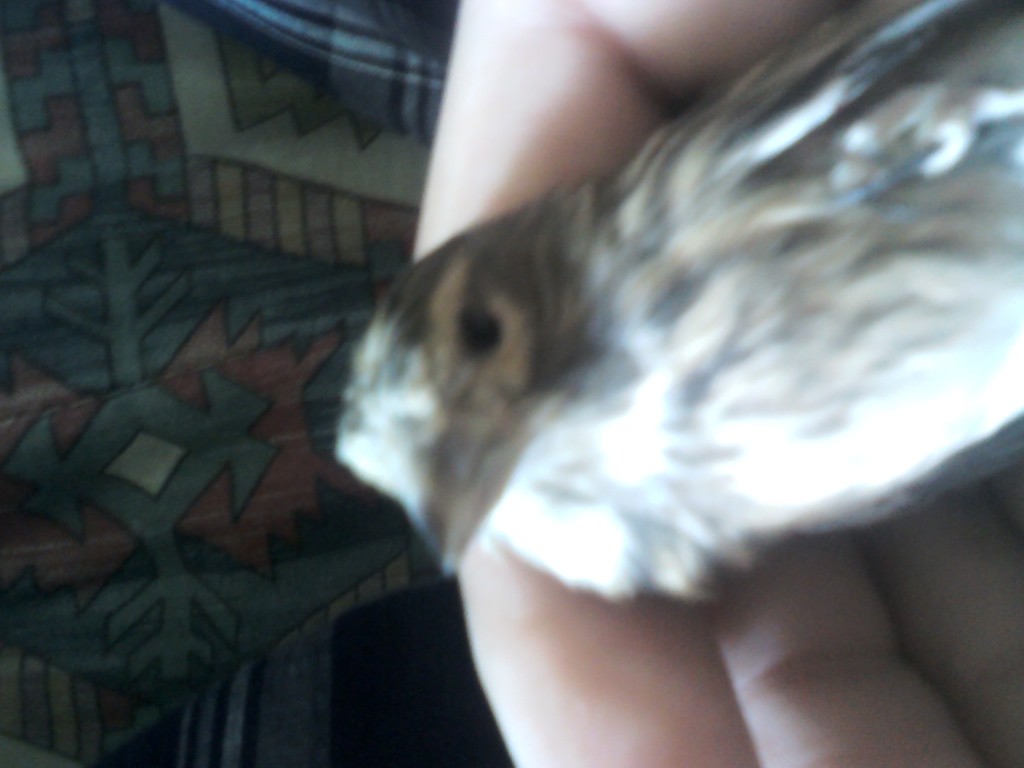 IMG017.jpg