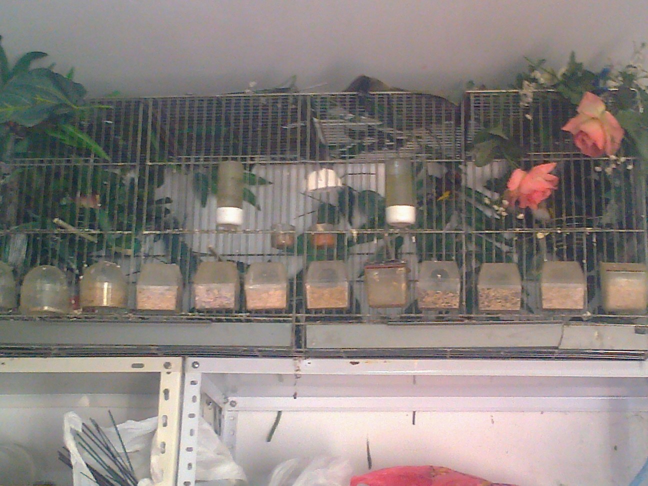 Foto0082.jpg