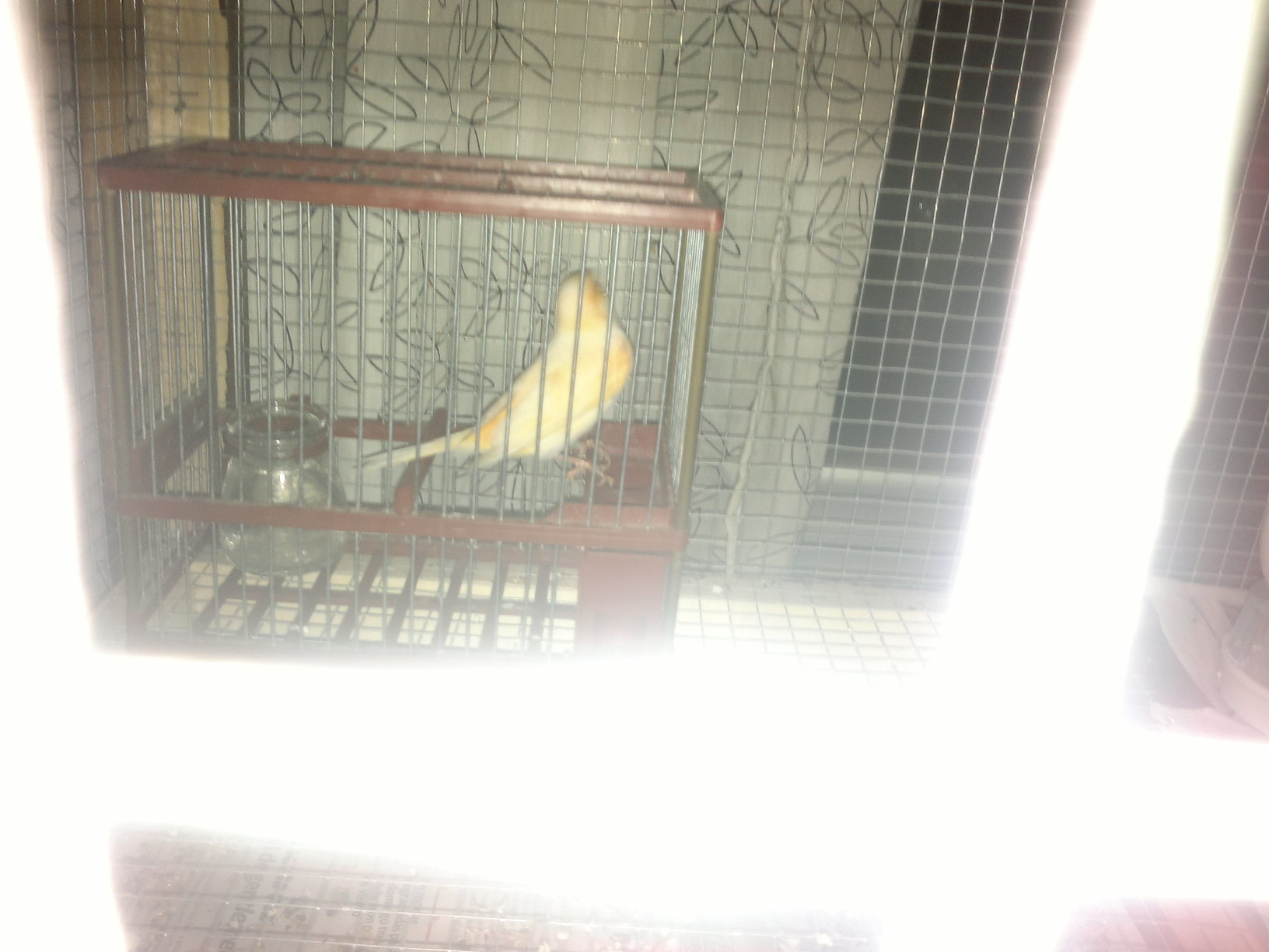 mi macho de canario que es un poco malo y me pica a la canaria por eso e pensado dejarle unos días castigado