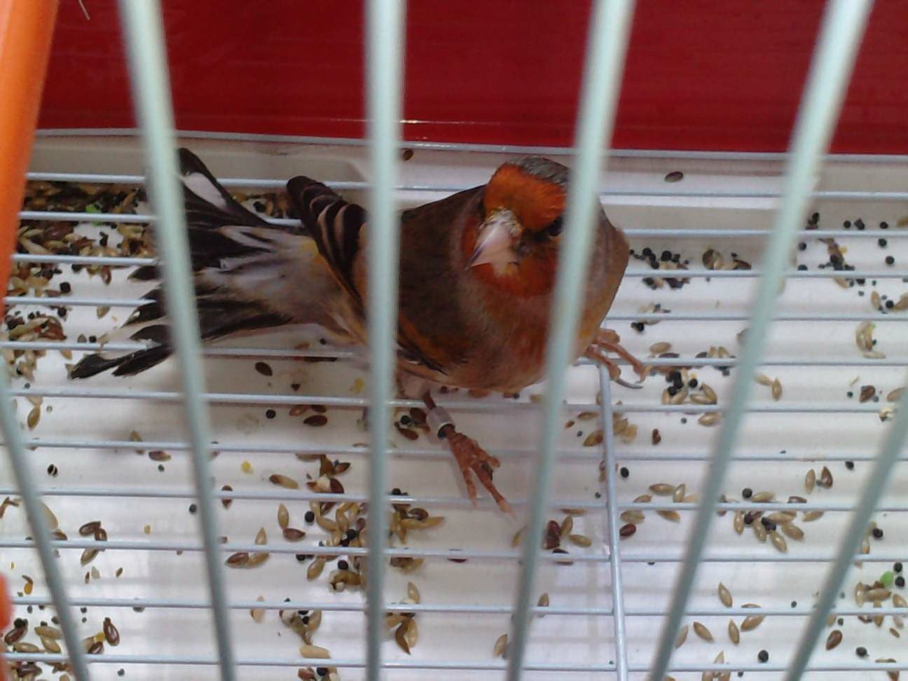 mixto de canaria roja mosaico.JPG