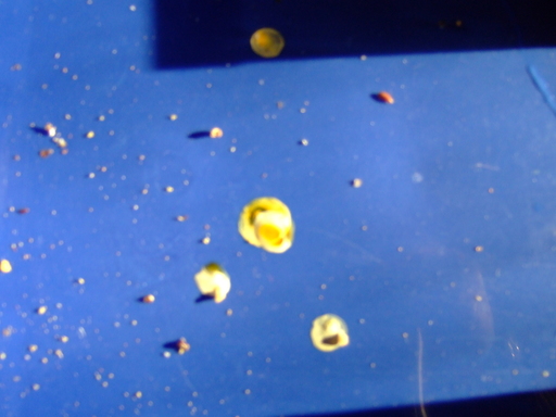 DSCF1036.r.JPG