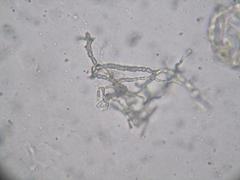 IMG_2285.JPG