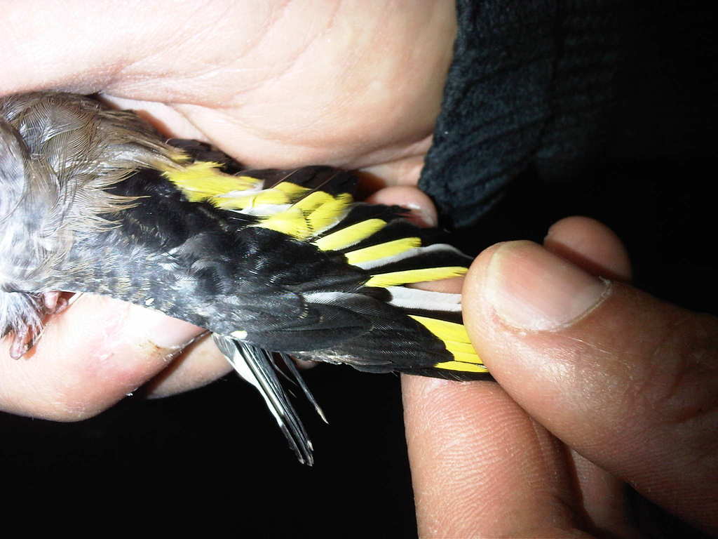 2º pájaro
