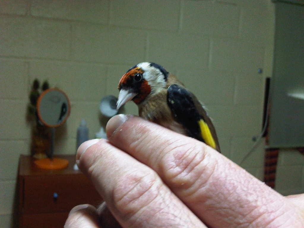 2º pajaro