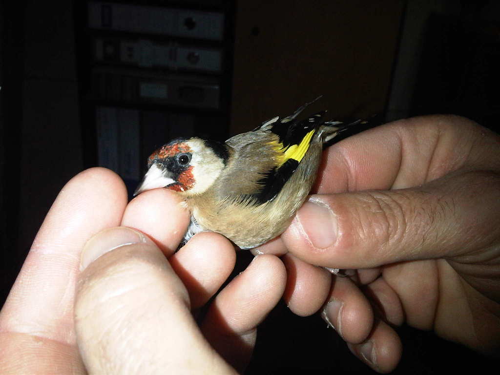 1º pajaro