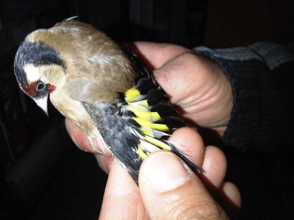 1º pajaro