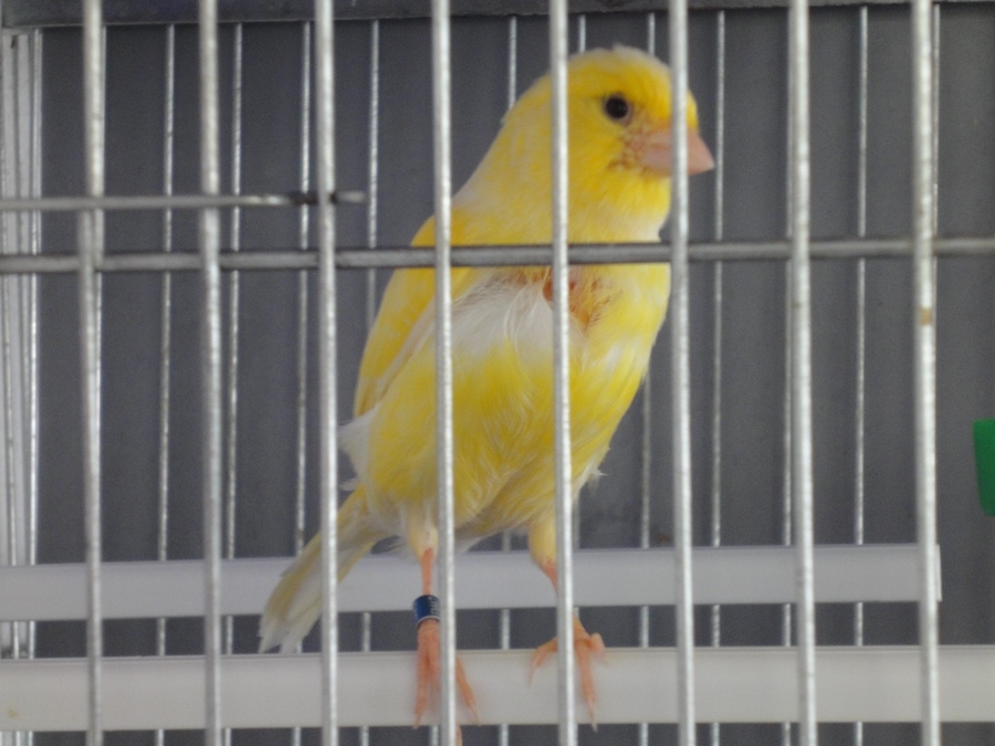 mi canaria
