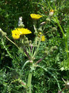 Sonchus-Asper.jpg