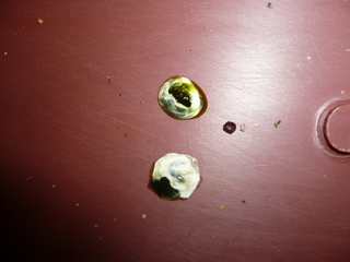 el puntito que sale la foto entre las heces es una cascara de negrillo.