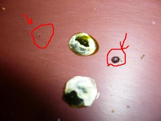 lo que esta marcado , son restos de semillas