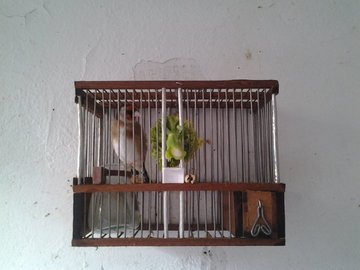 También le he comprado una nueva jaula a Camarón :) La C2 no me gustaba....