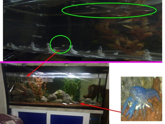 acuario.jpg