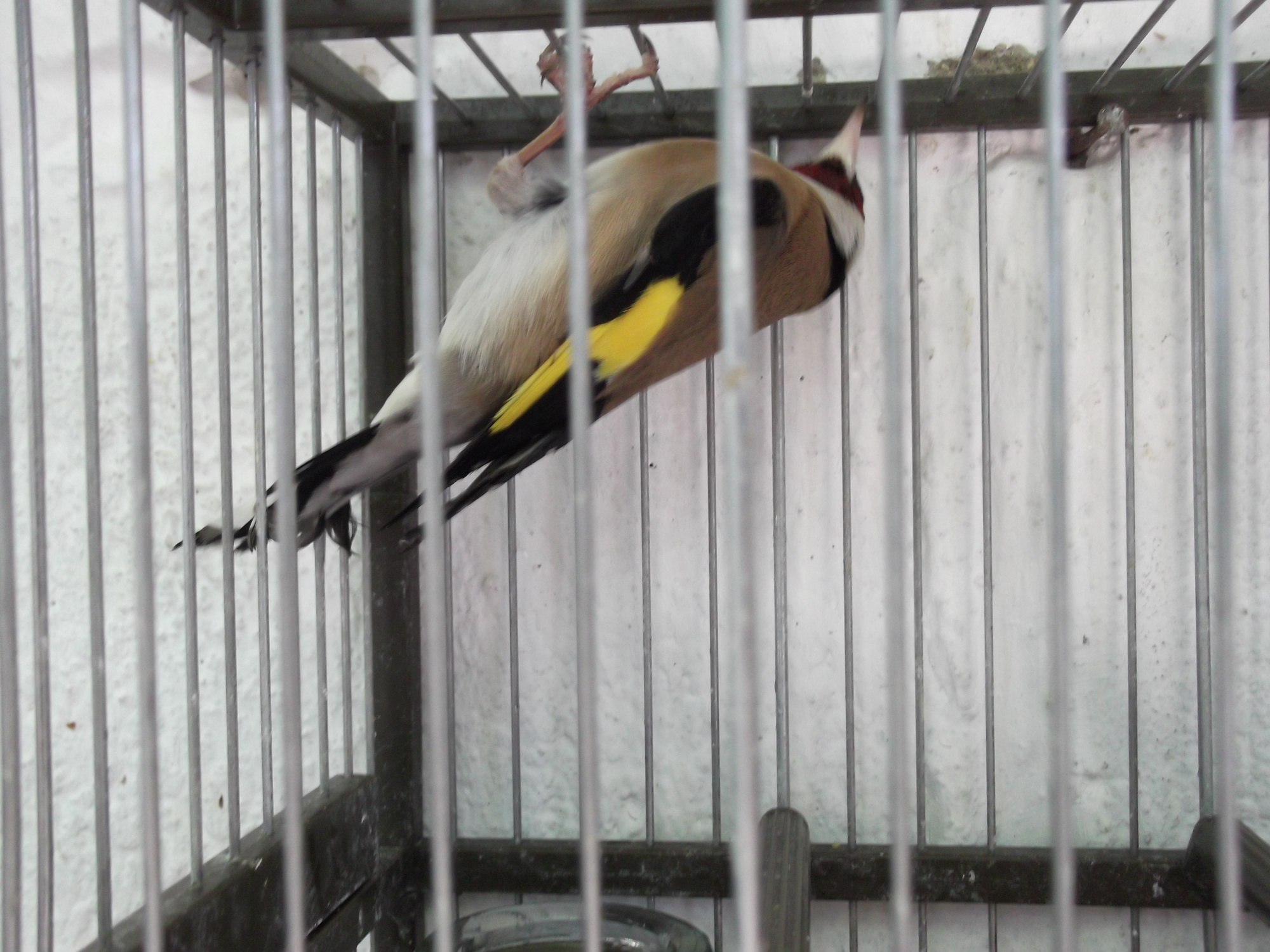 DSCF7795.JPG