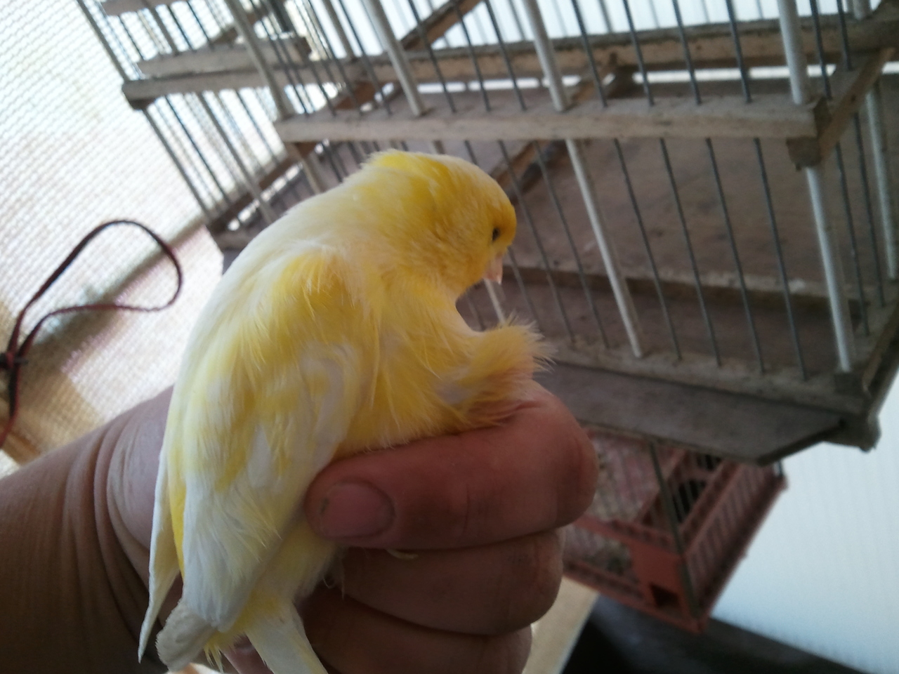 esta es una de las hembras. tiene vientre hinchado color rosa