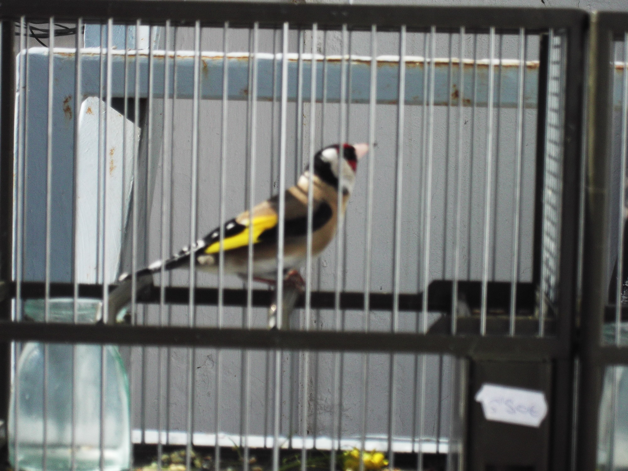 DSCF7745.JPG