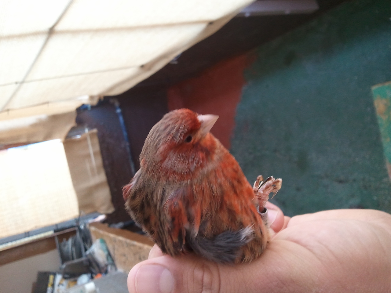 2012-02-25 17.23.12.jpg