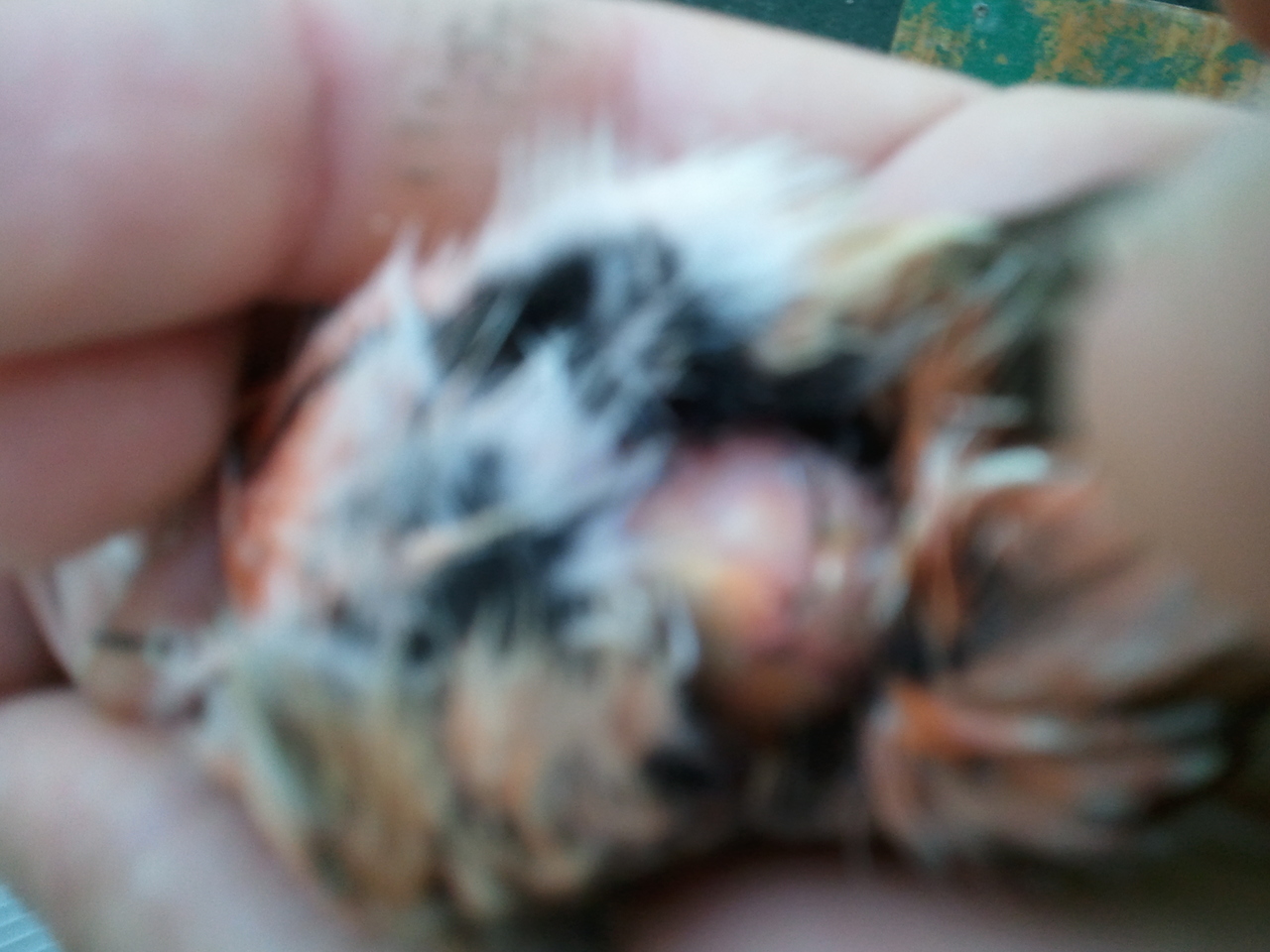 2012-02-25 17.23.45.jpg