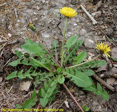 taraxacum-officinale-07[1].jpg