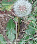 y la flor se convierte en estas pelusillas