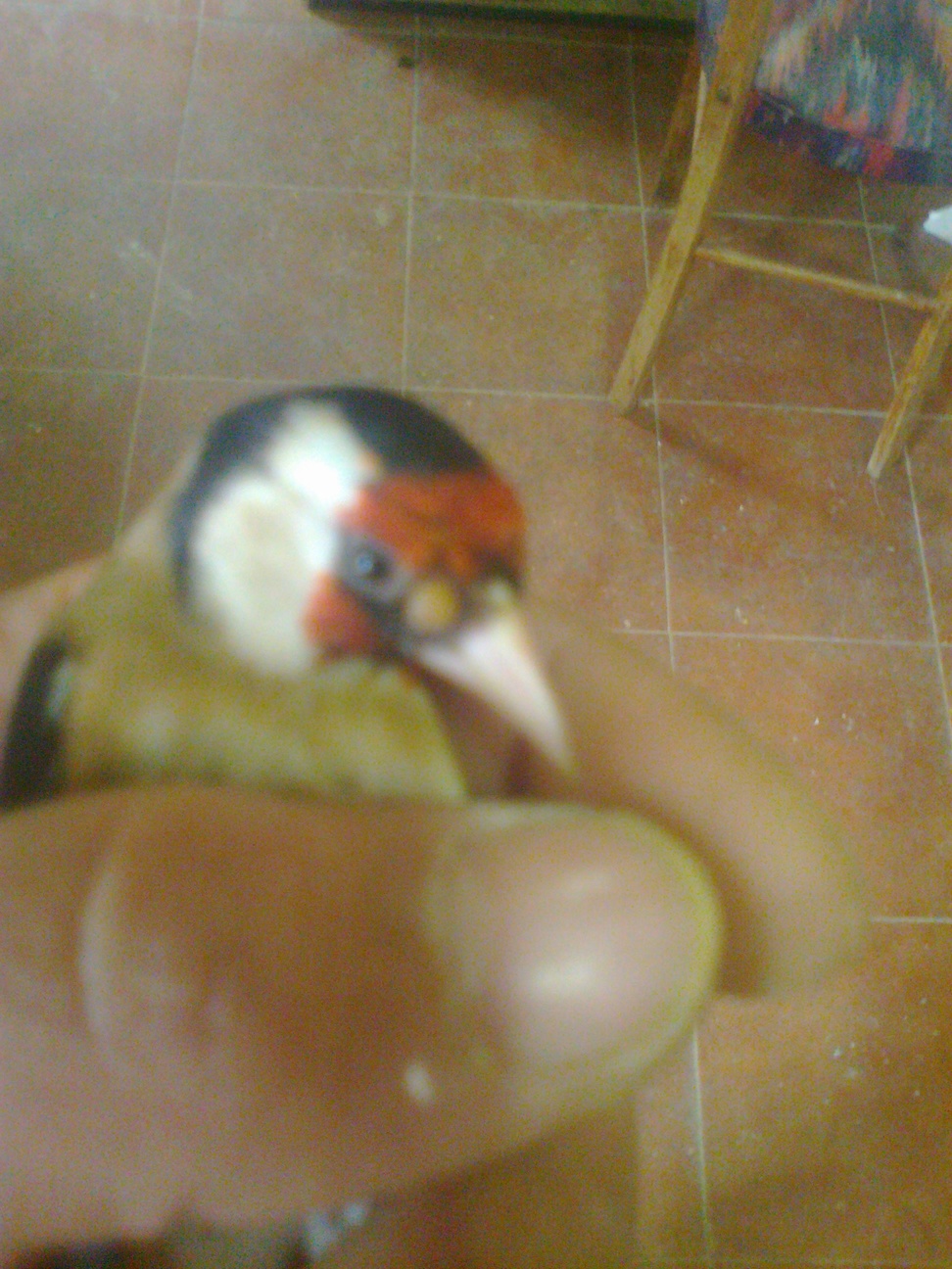 Foto0114.jpg