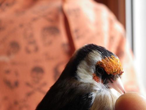 jilguero naranjo.JPG