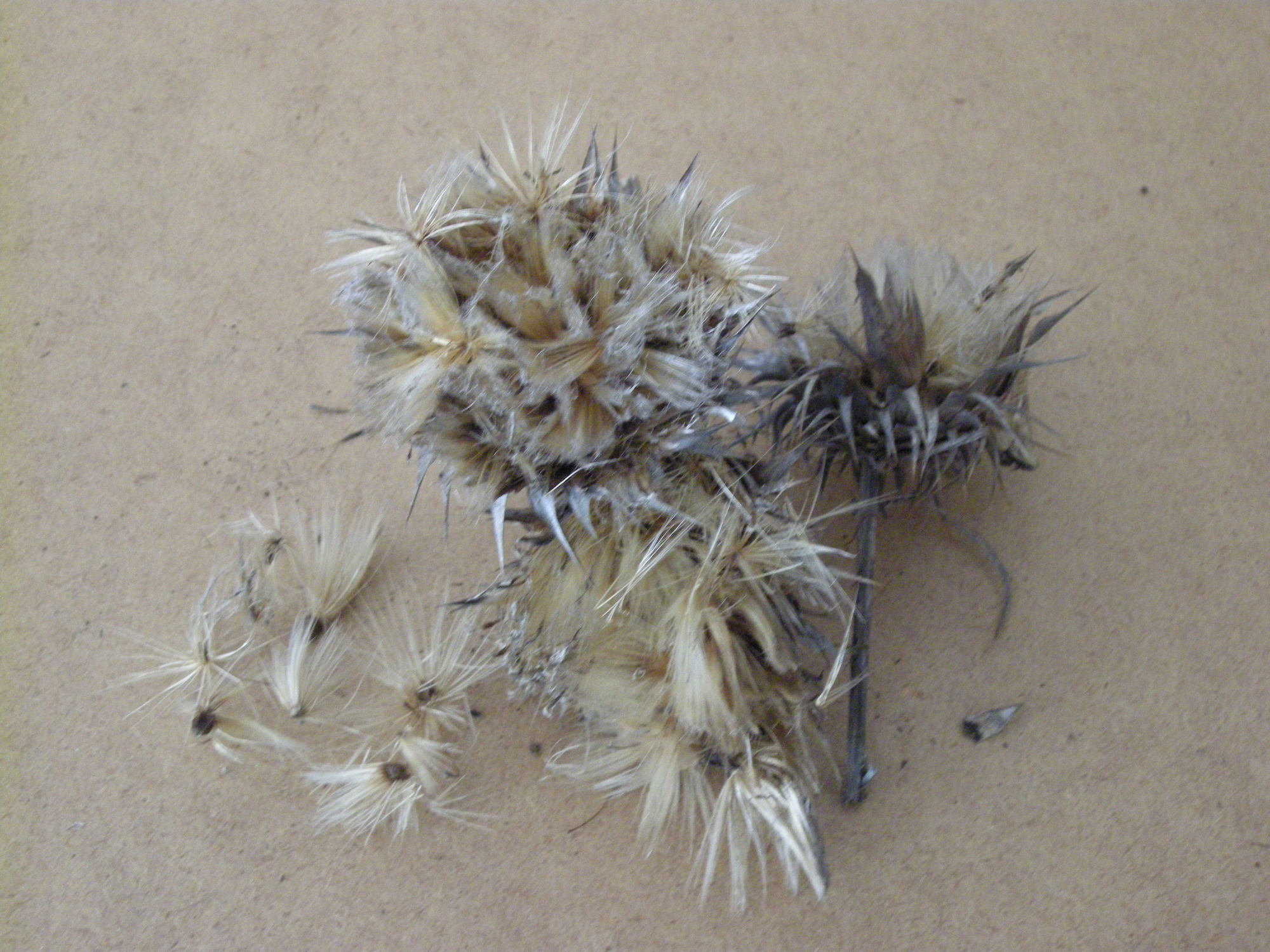 DSCN2370.JPG