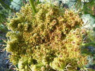 p1000768w.jpg