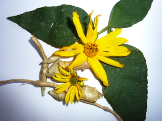 p1010192xp.jpg