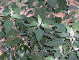 canizo.jpg
