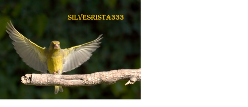 SILVESRISTA333.png