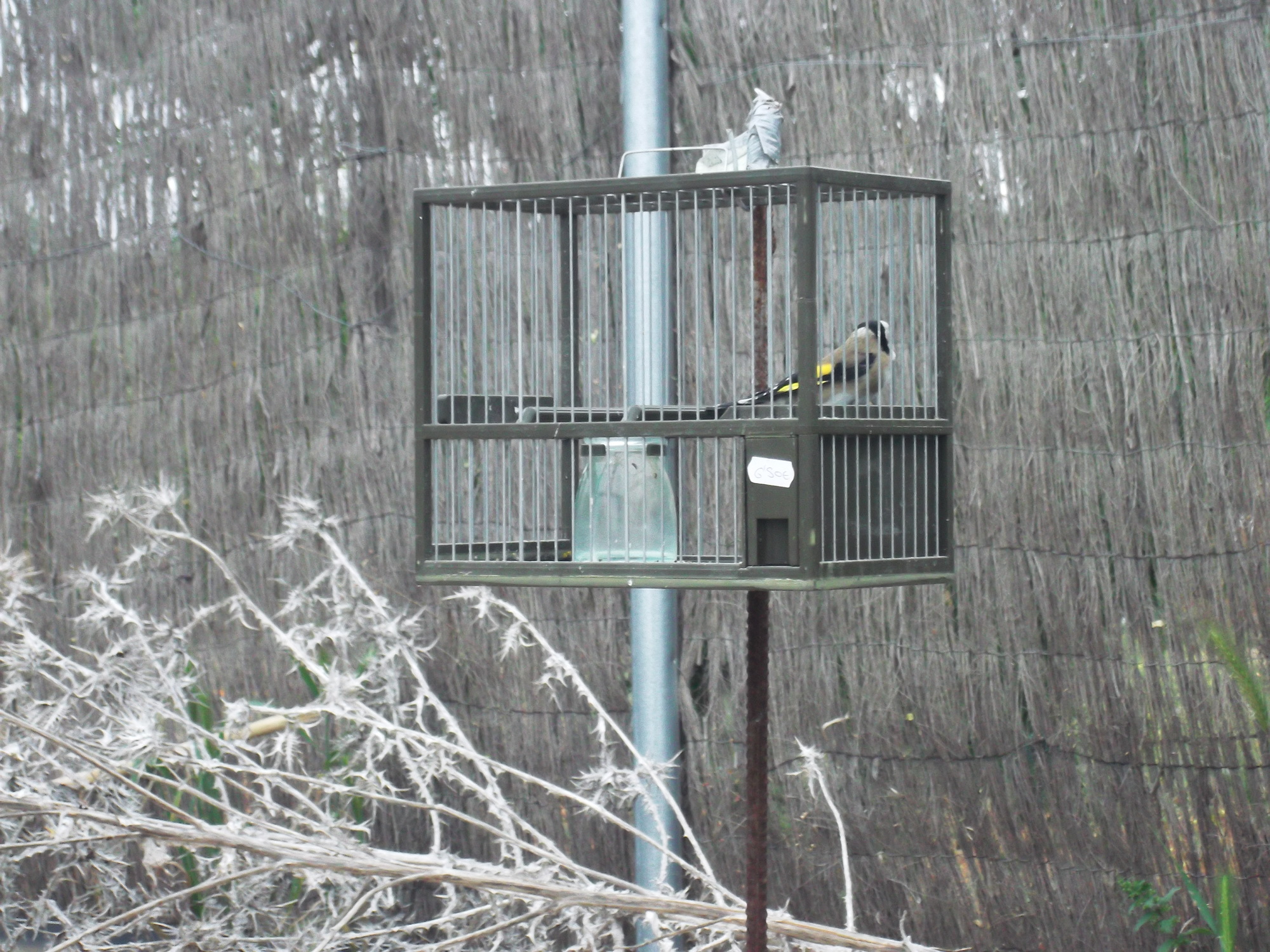 DSCF7949.JPG