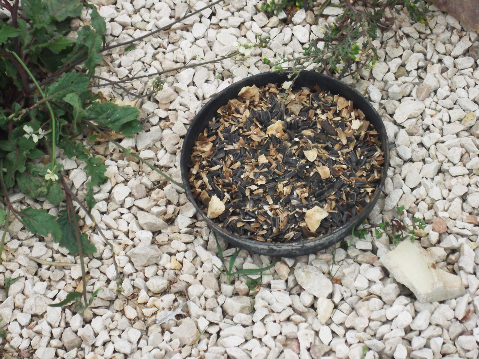 DSCF7951.JPG