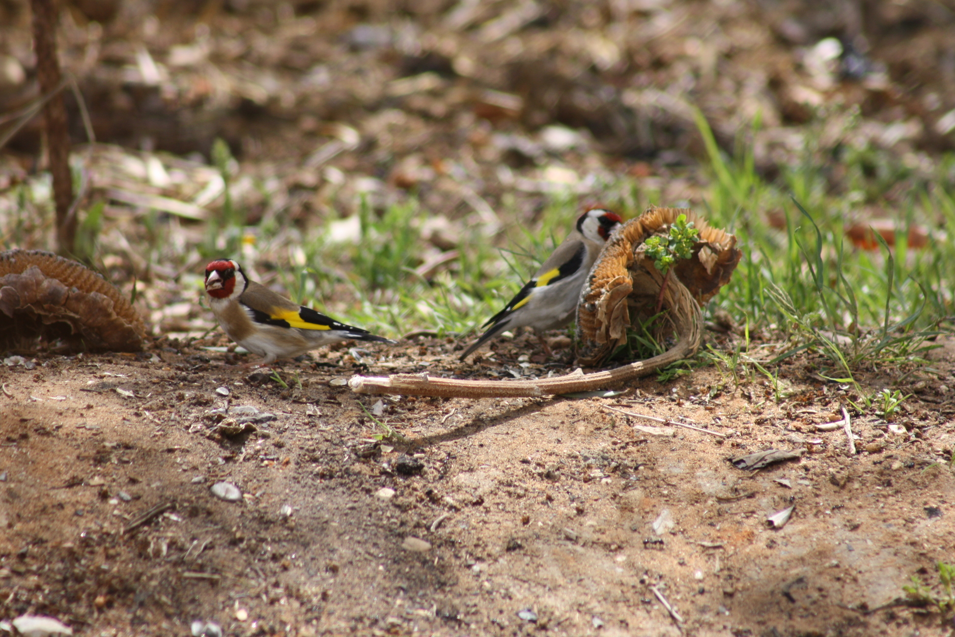 IMG_9095.JPG